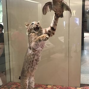 Bobcat hunting Northern Bobwhite
