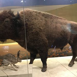American Bison and Black-Tailed Jackrabbit