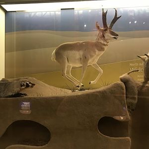 Pronghorn, Prairie Dog, and American Badger