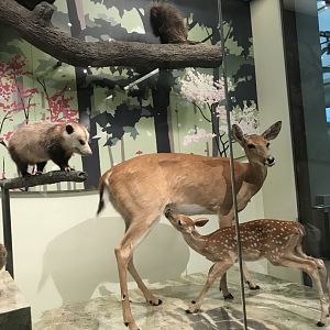 White-Tailed Deer, Opossum, Porcupine, Fisher, Weasel, and Mouse