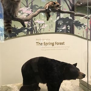 American Black Bears and Raccoons