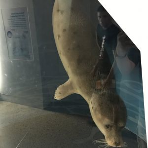 Seal ID?