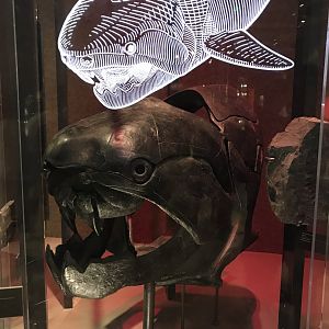 Dunkleosteus Skull