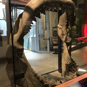 Megalodon Jaws