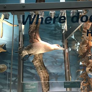 Black-Footed Albatross