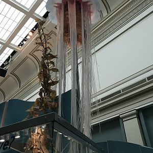 Lion's Mane Jellyfish and Kelp