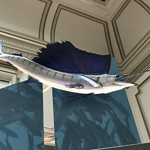 Sailfish with Remora