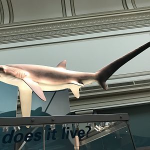 Thresher Shark