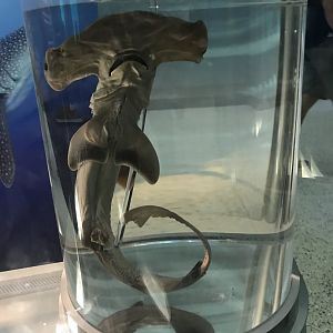 Preserved Hammerhead Shark