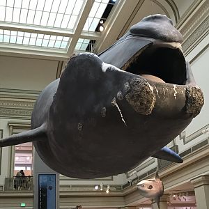 Phoenix, the North Atlantic Right Whale