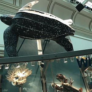 Leatherback Sea Turtle