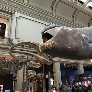 Extinct and Extant Whales