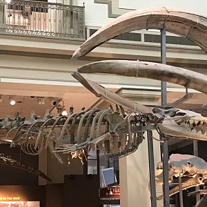 Basilosaurus Skeleton