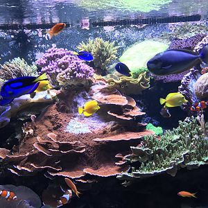 Indo-Pacific Coral Reef Tank