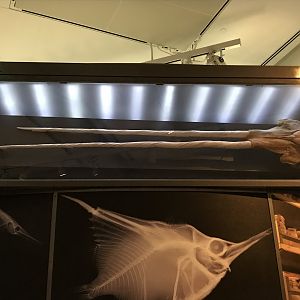Two Tusked Narwhal Skull