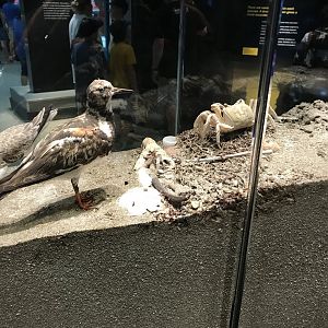 Shorebirds and Ghost Crab