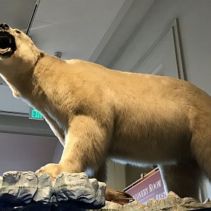Polar Bear
