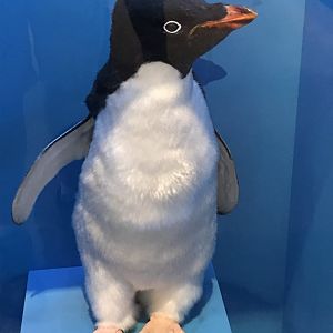 Adélie Penguin