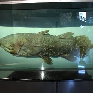 Coelacanth