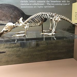 Platypus Skeleton