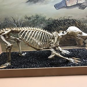 Echidna Skeleton