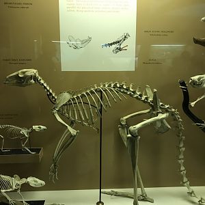 Marsupial Skeletons