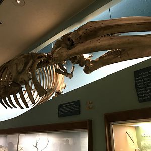 Gray Whale Skeleton