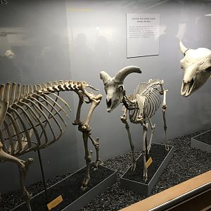 Bovidae Skeletons