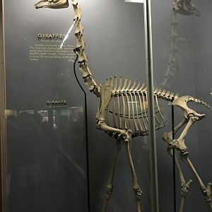 Giraffe Skeleton