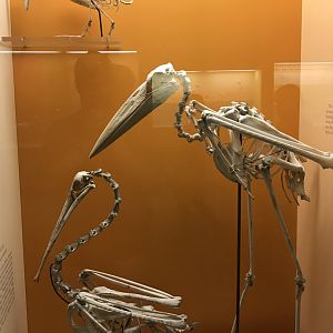 Duck, Stork, and Pelican Skeletons
