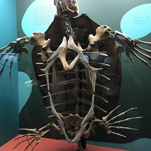 Leatherback Turtle Skeleton