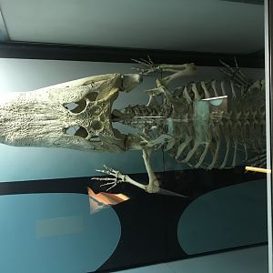 American Alligator Skeleton