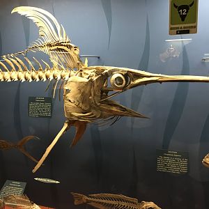 Swordfish Skeleton