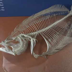 Flounder Skeleton