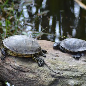 European pond turtles (Emys orbicularis) in Kolmården