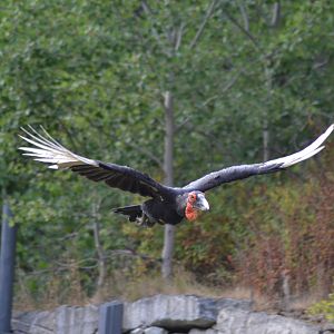 Southern ground hornbill "Manfred" in the bird show "Wings" at Kolmården