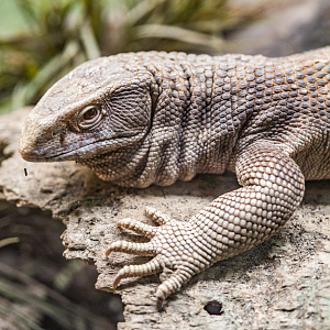 Benji the Savannah Monitor