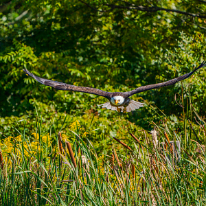 Bald Eagle