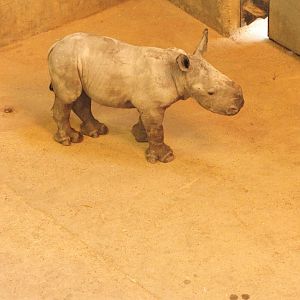 male rhino calf born 14.10.20