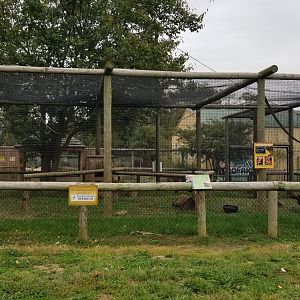 Roer's Zoofari - Red Ruffed Lemur exhibit (formerly clouded leopards)