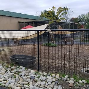 Roer's Zoofari - Warthogs (formerly patagonian mara)