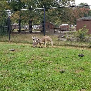 Roer's Zoofari - Red Kangaroo male, female, and joey
