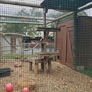 Roer's Zoofari - Tayra