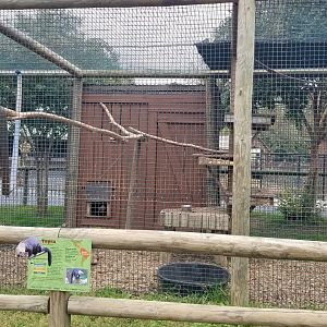 Roer's Zoofari -  Tayra