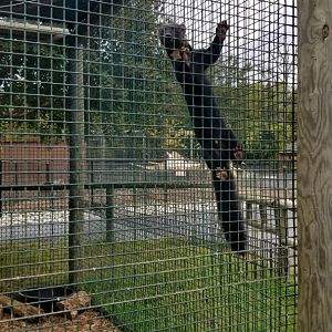 Roer's Zoofari - Tayra