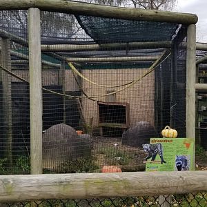 Roer's Zoofari - African Civet exhibit (formerly red ruffed lemur)