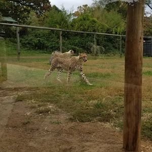 Roer's Zoofari - new cheetahs