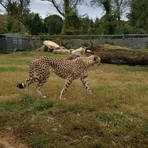 Roer's Zoofari - new cheetahs