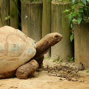 Aldabra giant tortoise - Zoo São Paulo