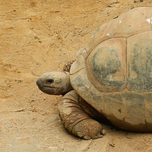 Aldabra giant tortoise - Zoo São Paulo
